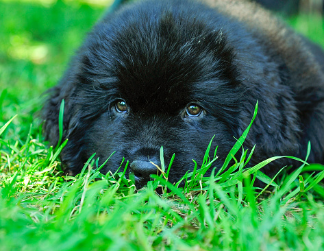 Small Newfoundland Puppy enjoying the rest in the shade on cool grass in summer