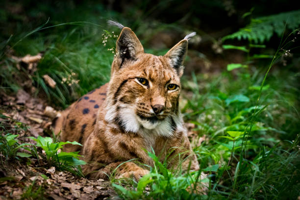 rustend lynxportret - euraziatische lynx stockfoto's en -beelden