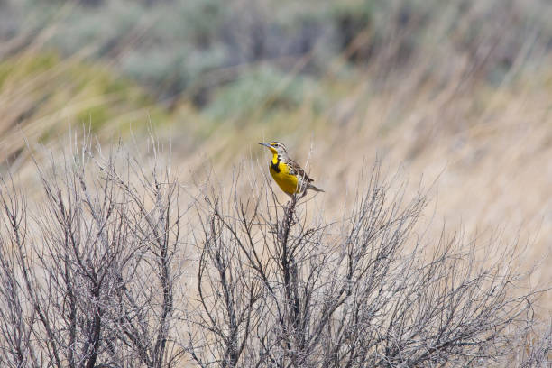 Resting Meadowlark A single Male Meadowlark perched in a dry bush with a watchful eye. meadowlark stock pictures, royalty-free photos & images
