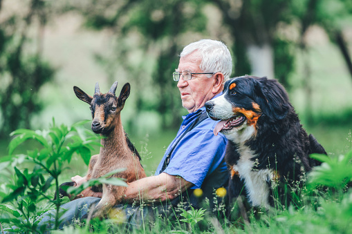 Senior man resting with their friends, baby goat, bernese mountain dog and golden retriever