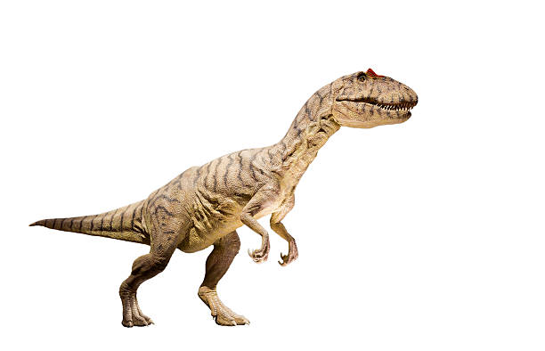 Restoration of an Allosaurus (Allosaurus fragilis) dinosaur isolated. stock photo