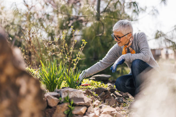 Retired senior woman gardening. Pulling the weeds and edge garden beds. stock photo