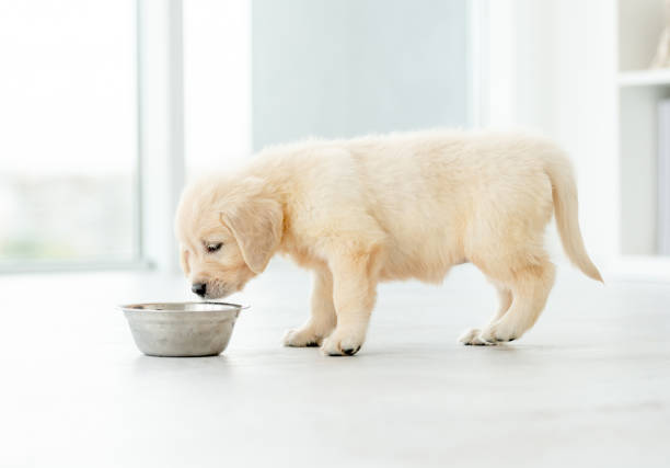Retriever puppy eating from bowl stock photo