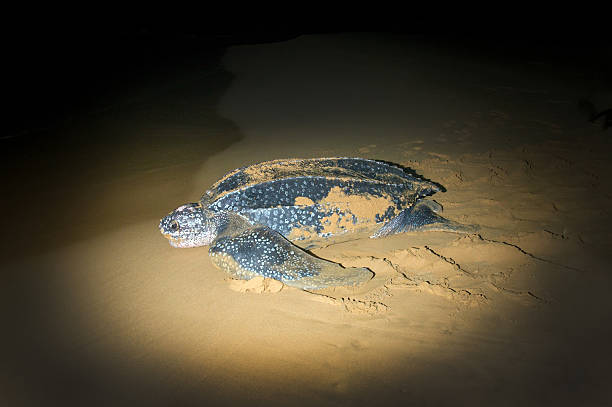 Return to the vast ocean of sea turtles - Leatherback stock photo