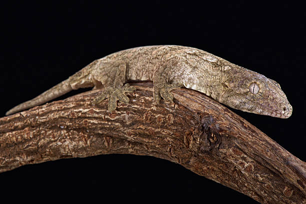 Rhacodactylus leachianus stock photo
