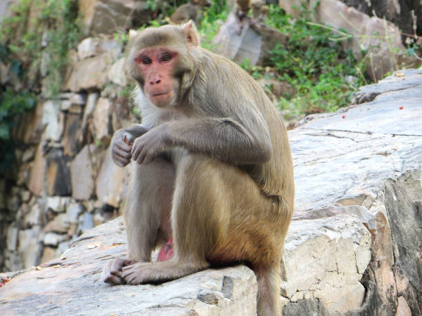 Rhesus Monkey, Jaipur, India