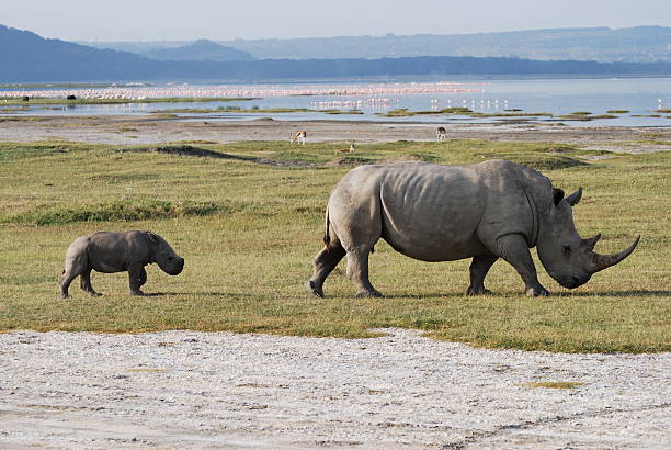 Rhino and Baby A rhino and its offspring graze on the grass near Lake Nakuru in Kenya lake nakuru stock pictures, royalty-free photos & images