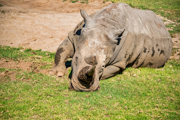 Rhino at the Werribee Open Range Zoo Melbourne stock photo