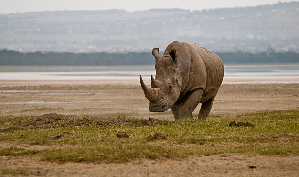 Rhino by the lake A rhinoceros  on the shore of Lake Nakuru lake nakuru stock pictures, royalty-free photos & images