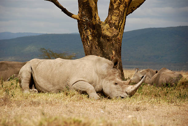 Rhino stock photo
