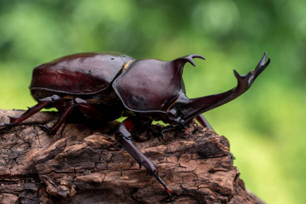 3,429 Rhino Beetle Stock Photos, Pictures & Royalty-Free Images - iStock
