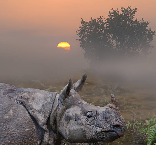 Rhinoceros close up in fog against dawn. Rhinoceros close up in fog against dawn. chitwan stock pictures, royalty-free photos & images