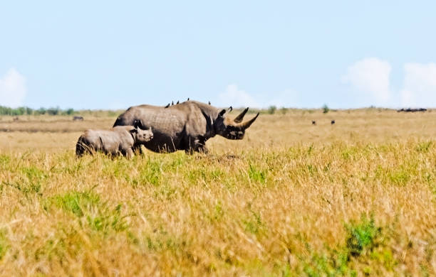 Rhinoceros in the African savannah. Large herbivorous mammal African savannah. Rhinoceros in the African savannah. Large herbivorous mammal African savannah terai stock pictures, royalty-free photos & images