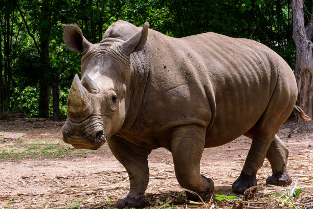 Rhinoceros is a large mammals stock photo