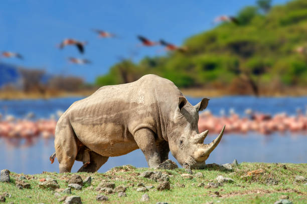 Rhinoceros on a background of pink flamingos in Nakuru National Park Rhinoceros on a background of pink flamingos in Nakuru National Park, Kenya. Big animal in the habitat. Wildlife scene from Africa nature lake nakuru stock pictures, royalty-free photos & images