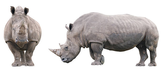 Rhinoceros stock photo