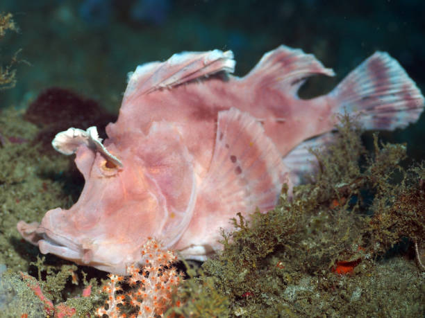 Rhinopias eschmeyeri (Paddle-flap scorpionfish) close up stock photo