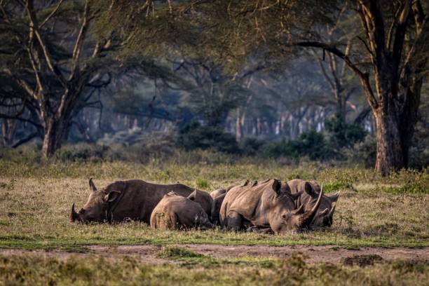 Rhinos of Lake Nakuru Rhinos of Lake Nakuru lake nakuru national park stock pictures, royalty-free photos & images