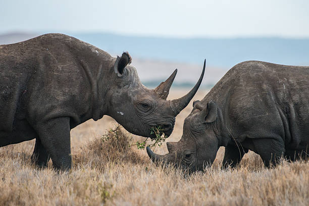 Rhinos stock photo