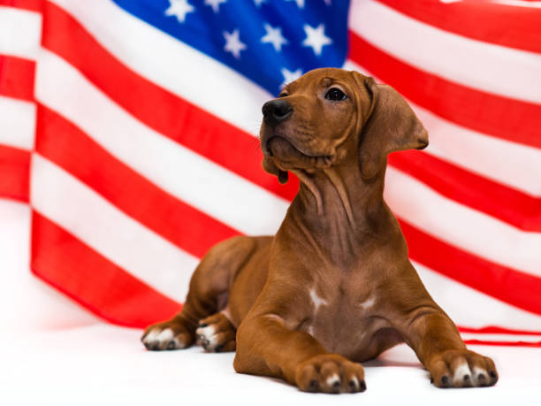 rhodesian ridgeback puppy and american usa flag on Independence Day cute rhodesian ridgeback puppy posing in front of american usa flag on Independence Day national dog day stock pictures, royalty-free photos & images