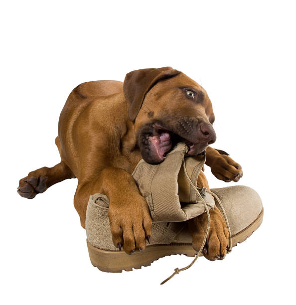 Rhodesian ridgeback puppy chewing on his master's army boots stock photo