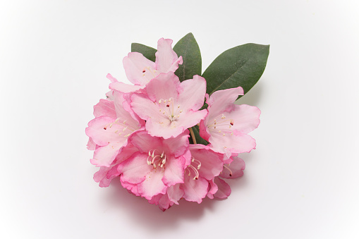 Rhododendron flower isolated on a white background.