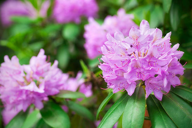Rhododendron in bloom stock photo