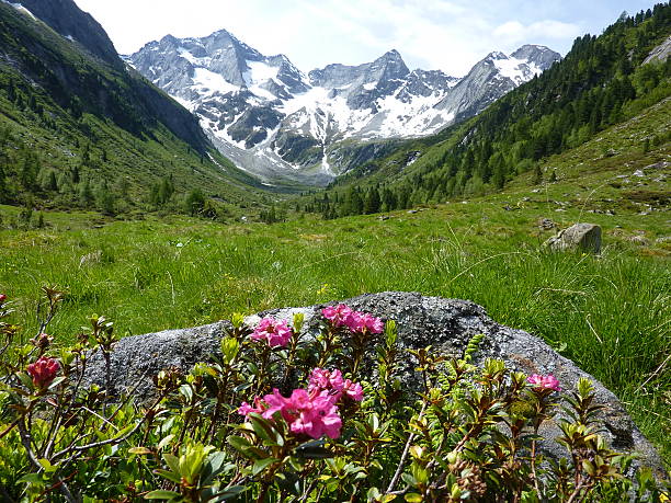 rhododendron in mountain valley rhododendron in the mountain valley with glacier in background osttirol stock pictures, royalty-free photos & images