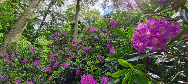 The rhododendrons were in bloom