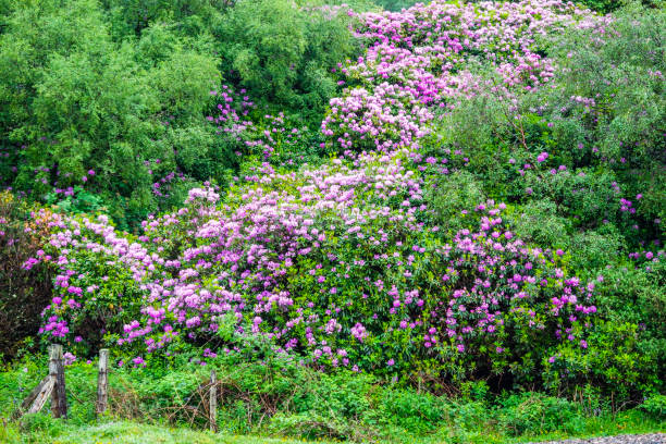 Rhododendron ponticum is going to overgrow the scottish highlands stock photo