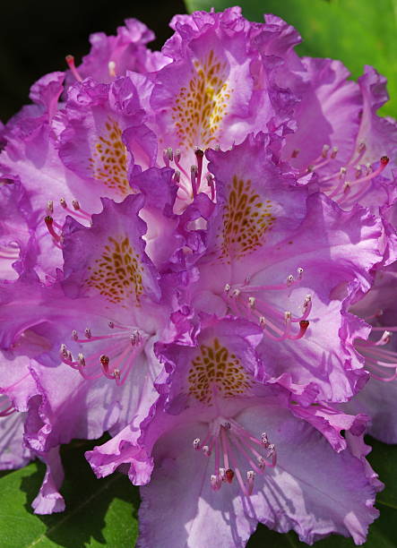 Rhododendron -Purple Blossom stock photo
