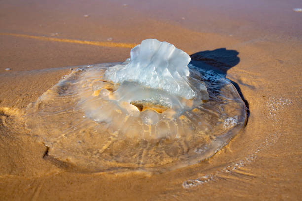 medusa rhopilema nomadica sulla sabbia costiera. mar mediterraneo - meduza foto e immagini stock
