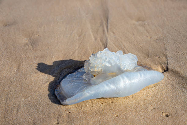 medusa rhopilema nomadica sulla sabbia costiera. mar mediterraneo. - meduza foto e immagini stock