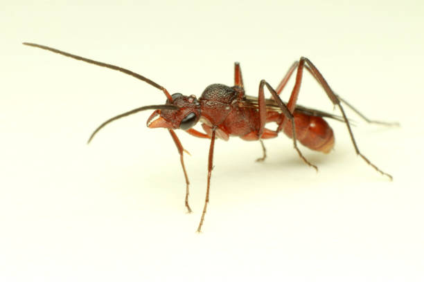 different types of ants