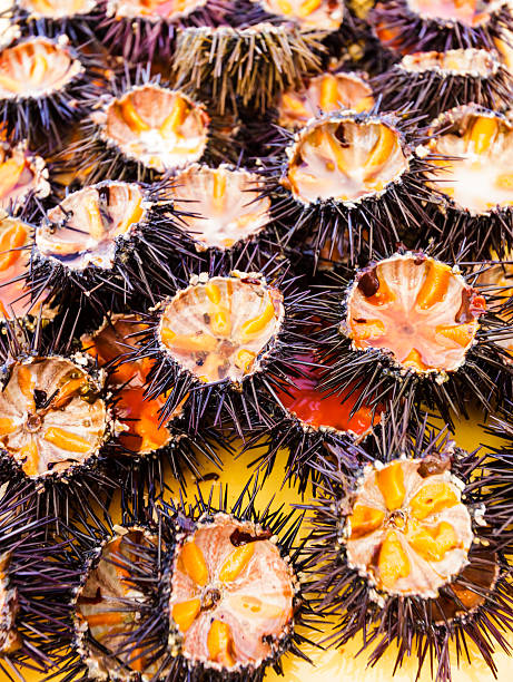 Ricci di mare (sea urchins) stock photo