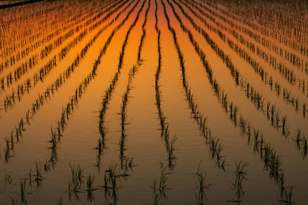 Rice field at sunset near Tokyo, Japan stock photo
