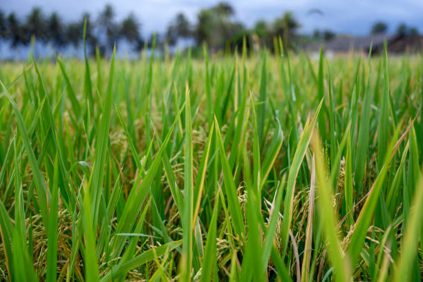 Rice field stock photo