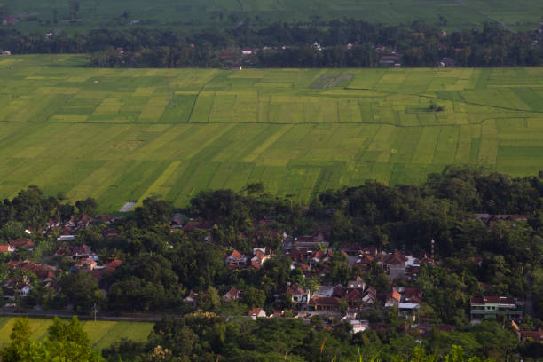 Rice fields and residential areas stock photo