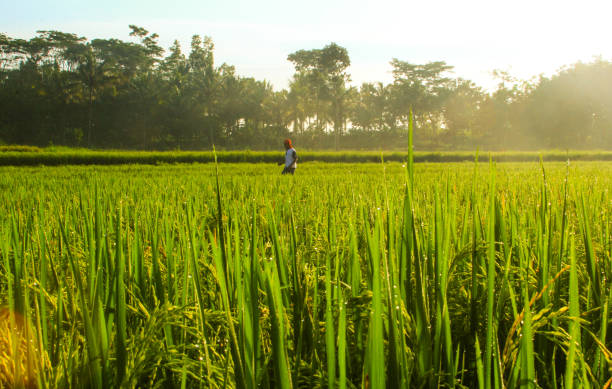 Rice fields at Blitar, Indonesia stock photo