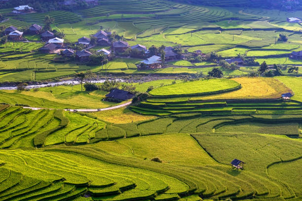 Rice fields on terraced beautiful shape of TU LE Valley, view on the road between Nghia Lo and Mu Cang Chai, Yen Bai province, Vietnam stock photo
