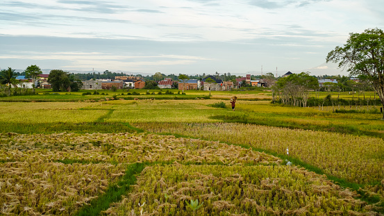 Rice fields with agricultural land in indonesia