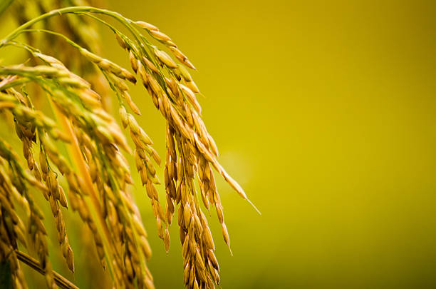 Rice Plant Close-up stock photo