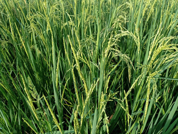 Rice Plants stock photo