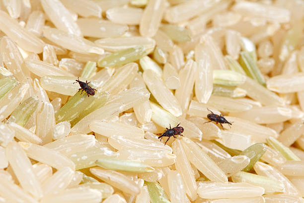 Rice Weevils on milled rice stock photo