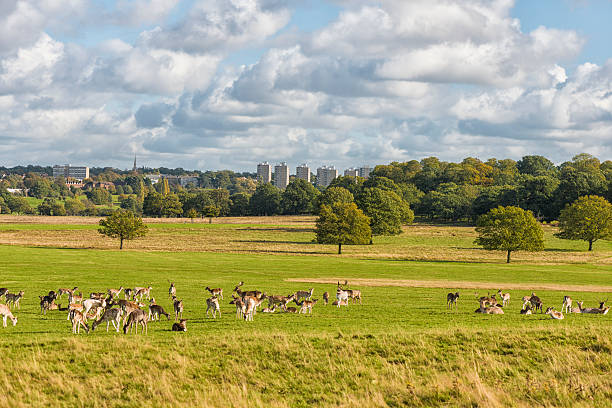 Herd of deers graze in the Richmond park in London, in background high houses and some unrecognizable persons.
