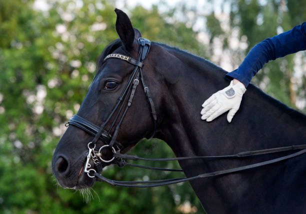 rider tackar sport dressyr häst - horse tack bildbanksfoton och bilder