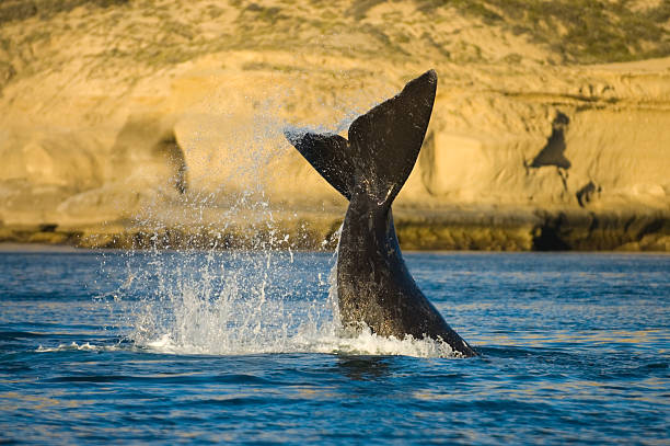 Right whale, Peninsula Valdes. stock photo