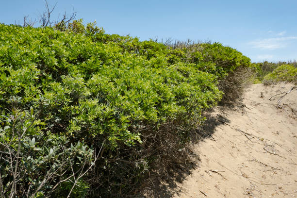 Rimigliano coastal park, the sand dunes covered with juniper, myrtle and lentiscus, tuscan mediterranean scrubland. Area of San Vincenzo, Livorno province, Tuscany stock photo