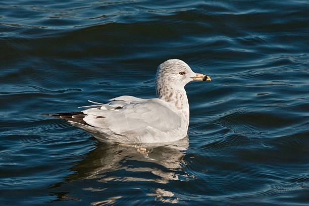 Ring Billed Gull Swimming The Ring-Billed Gull (Larus delawarensis) is a medium-sized gull with a distinctive black ring around its bill. Their breeding habitat is along the coast in Canada or the northern United States. In other areas they breed near lakes and rivers. They nest in colonies on the ground, often on islands. They may keep the same mate and nesting site from year to year. Ring-billed gulls forage for food while swimming, walking or wading. They are omnivorous, feeding on insects, fish, grain, eggs, earthworms and rodents. The ring-billed gull is opportunistic and will take food discarded by humans. This ring-billed gull was photographed while swimming in a pond at the Nisqually National Wildlife Refuge near Olympia, Washington State, USA. jeff goulden national wildlife refuge stock pictures, royalty-free photos & images