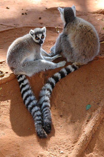 Ring Tailed Lemur stock photo